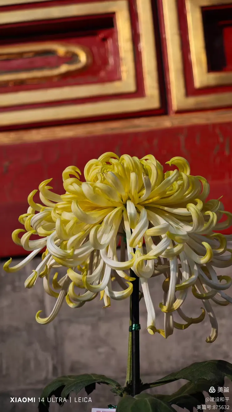 秋天的故宫,是一幅色彩斑斓的画卷